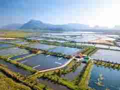 Aquaculture Market Outlook: Evaluating Growth Drivers and Industry Size (2024-2030)