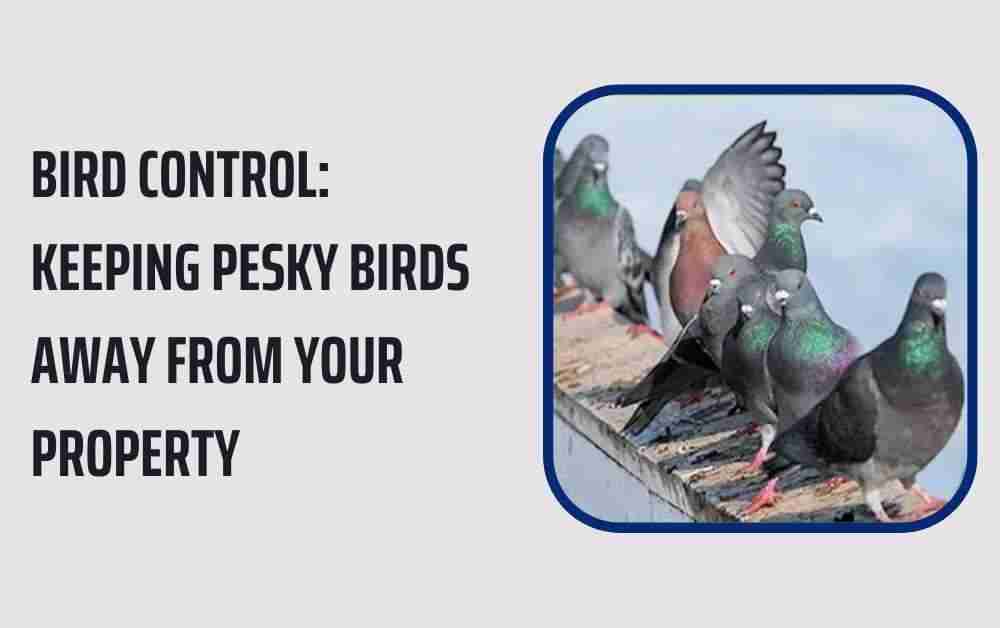 Bird Control: Keeping Pesky Birds Away from Your Property