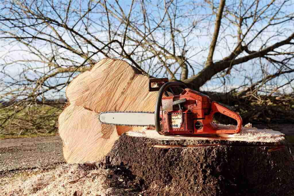 Cleared and Clean: Unrivaled Stump Removal Service
