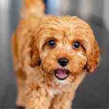 Responsible Cavoodle Breeding: Promoting Health, Temperament, and Quality