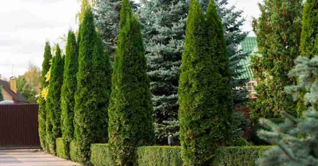 Exploring the Enchantment of Evergreen Trees