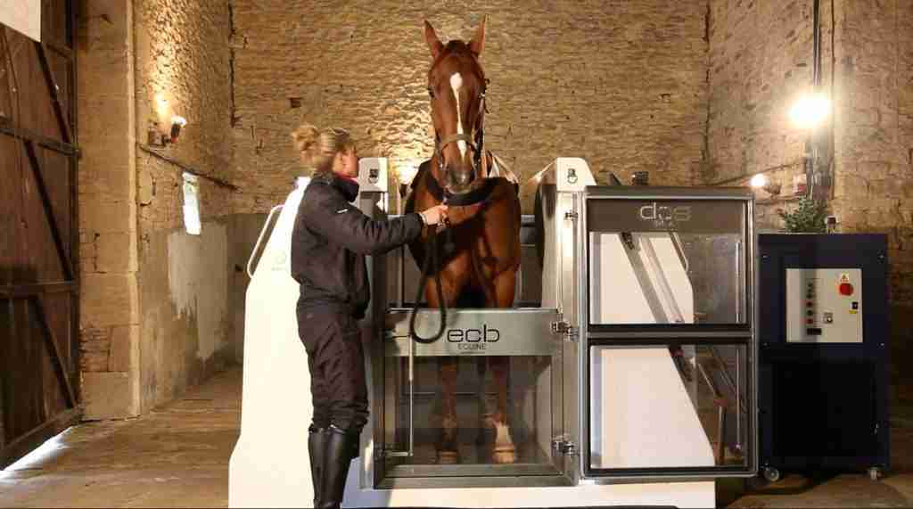 Harnessing the Healing Power: Benefits of Equine Spas
