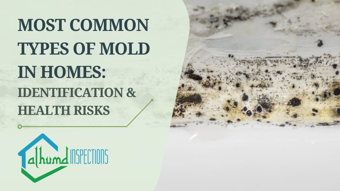 Guide to Identifying Mold Types and Mold Inspection Services