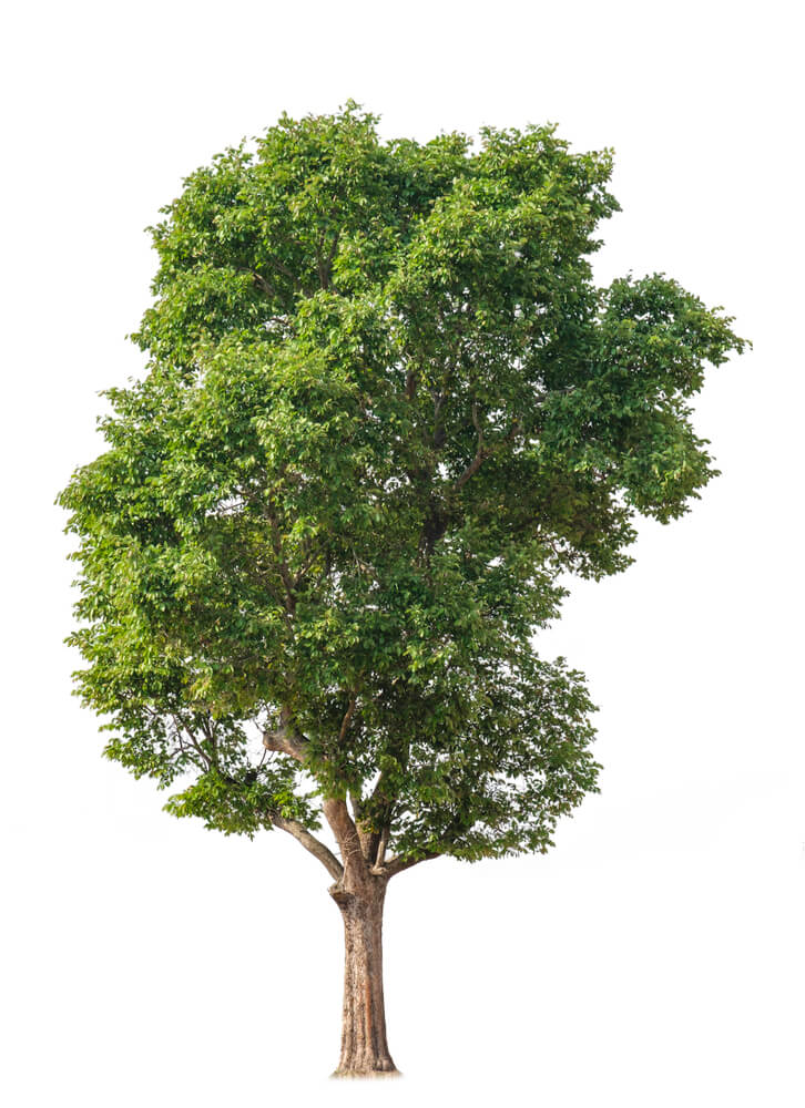 Crown Lifting vs. Other Pruning Methods: Which Is Best for Your Trees?
