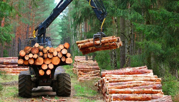 Wooden Furniture Demand Propelling Forestry and Logging Mark