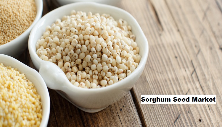 Sorghum Seed Market Trends Highlighting Changing Diets
