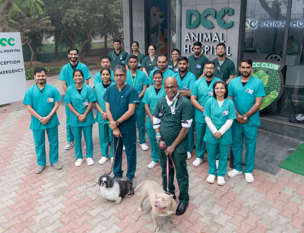 Exploring the Comprehensive Services at DCC Animal Hospital