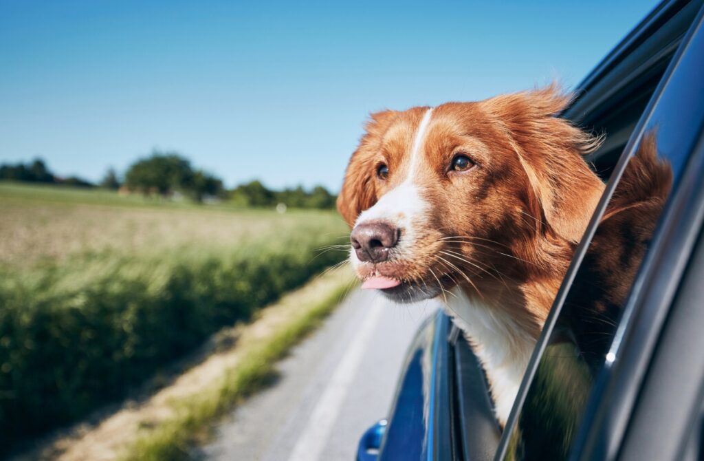 How to Stay Safe on California’s Roads This Summer 2024