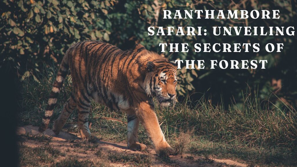 Ranthambore Safari: Unveiling the Secrets of the Forest