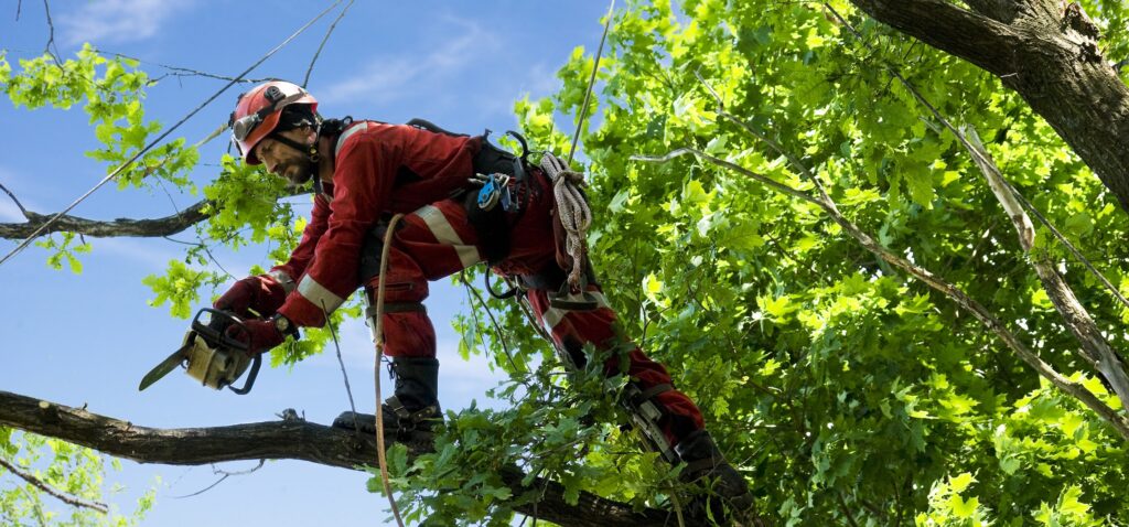 Professional Tree Removal Services in Melbourne