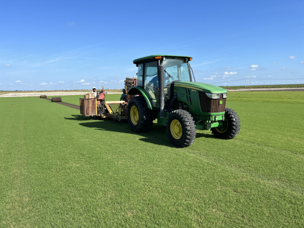Why Is Tiff Tuff Grass The Best Choice For Your Yard?