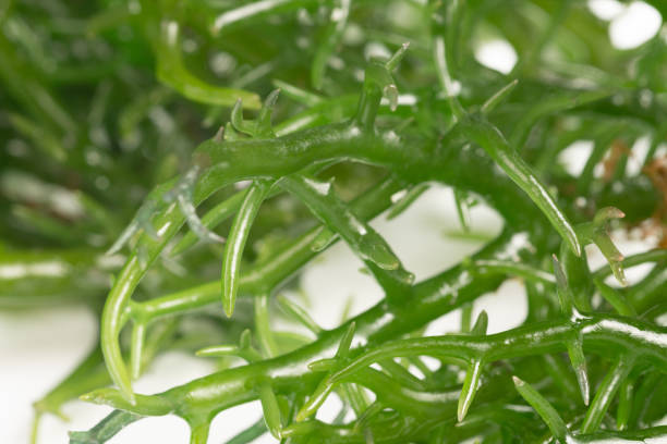 Japan Carrageenan Market Revenue, & Companies Analysis
