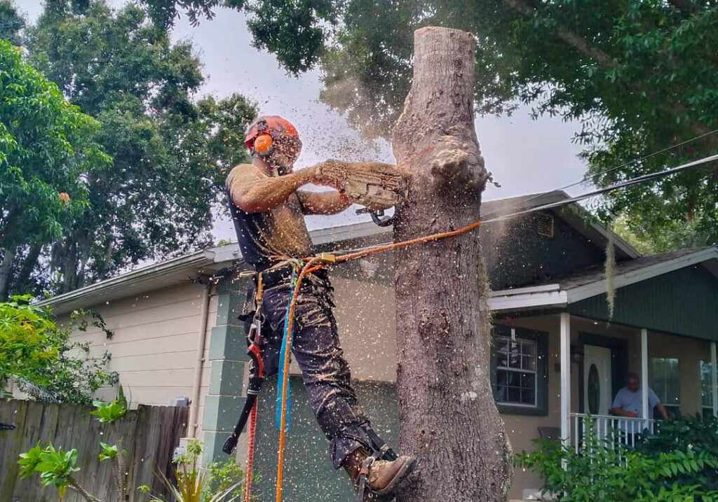 Exploring the Benefits of Residential Tree Removal