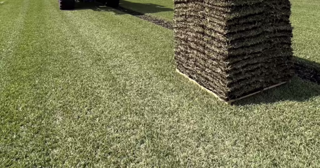 Exploring the Unique Applications of Bermuda grass Celebration