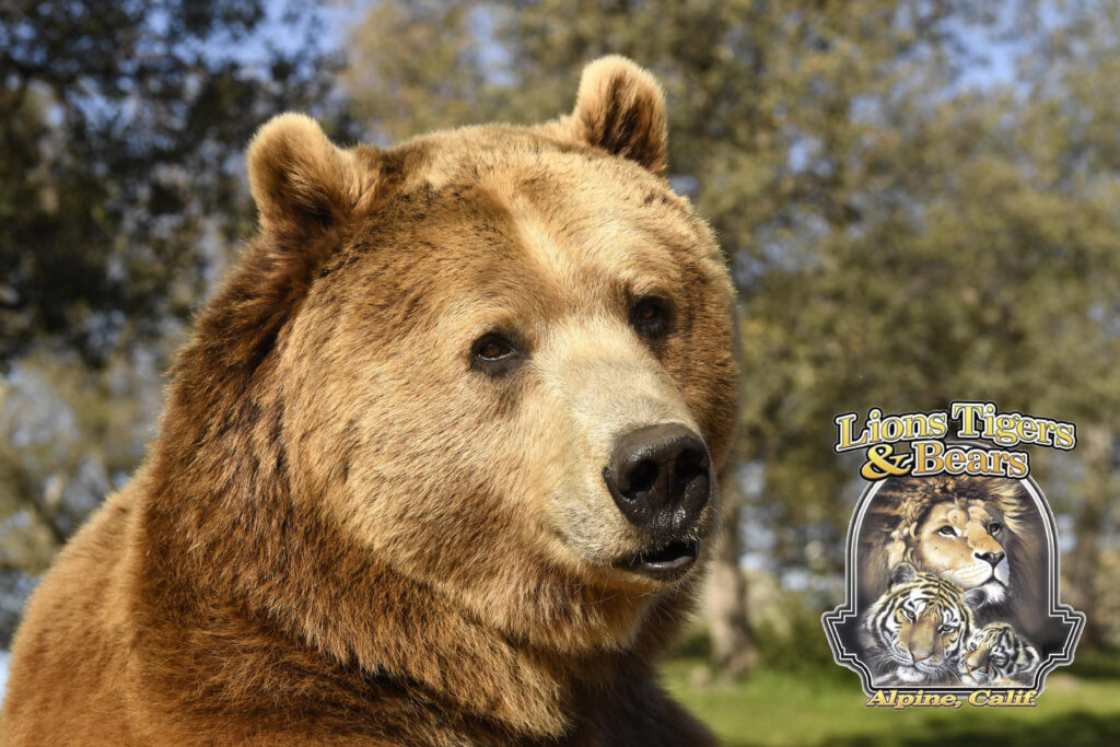Advocate for Wildlife