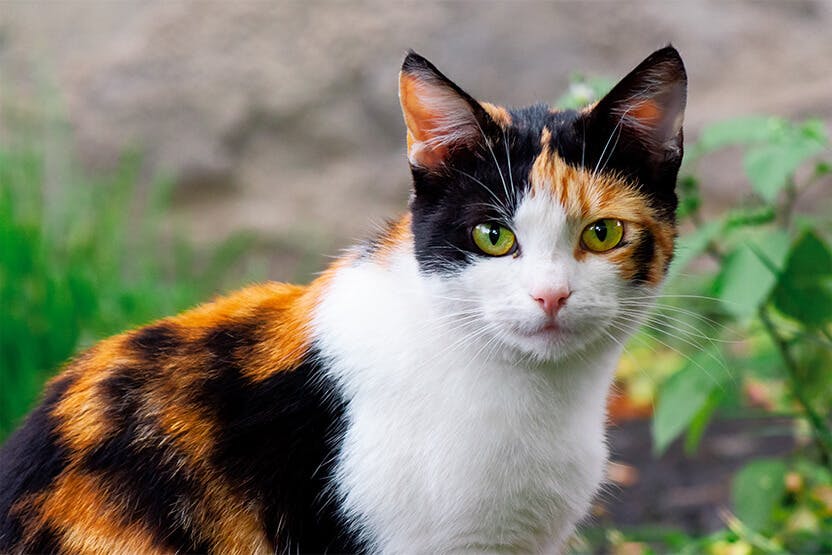 calico kitten