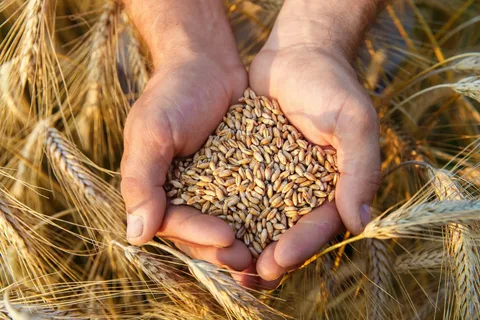Grain Protectants Market Analyzing the Future, Growth Driver