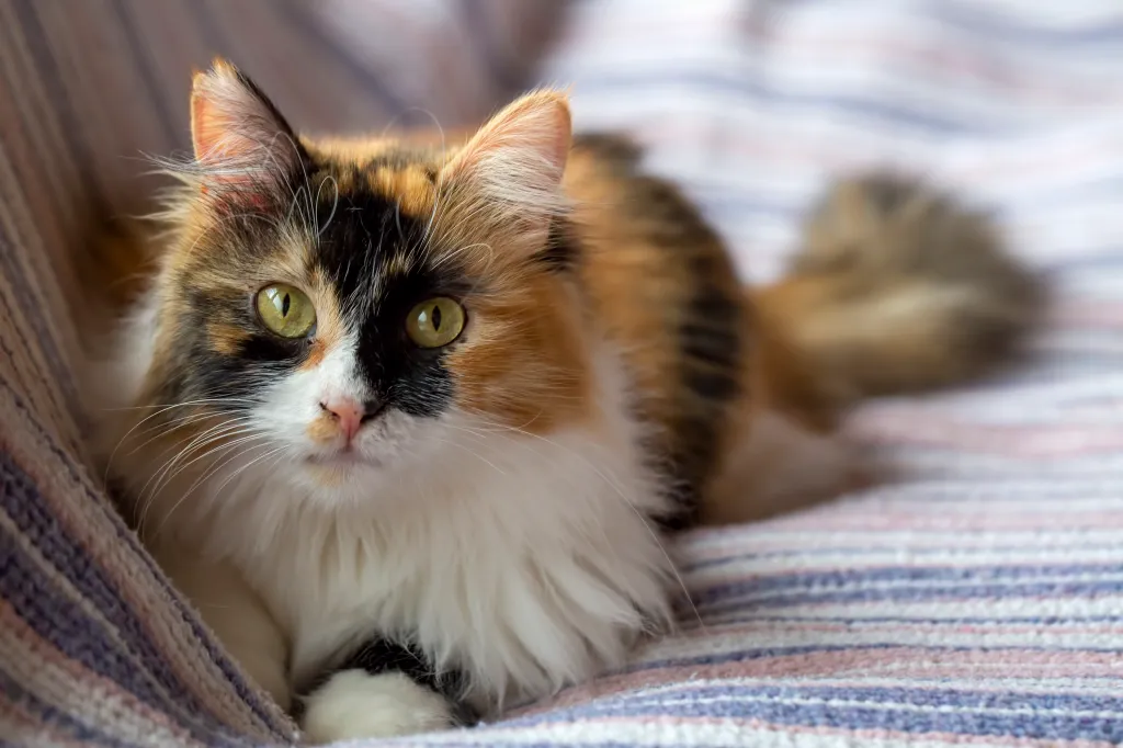 healthy treats for kittens
