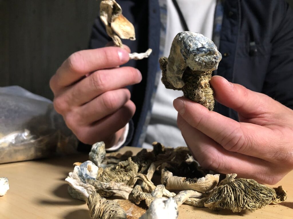 BUY PSYCHEDELICS MUSHROOM ONLINE
