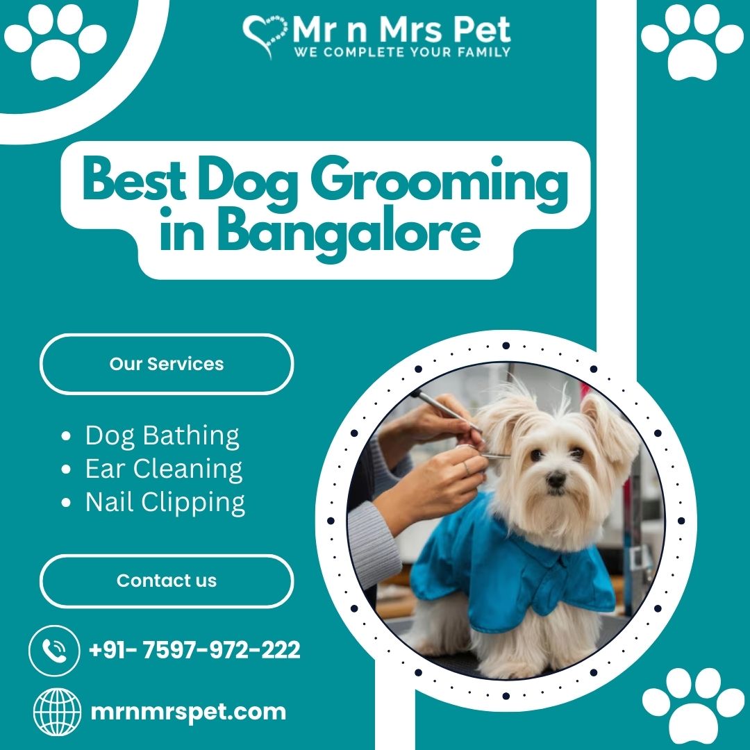 Dog Grooming in Bangalore Ensuring the Best Care 4 Your Pet