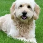 Reasons to Adopt a Goldendoodle If You Are Living in an Apar