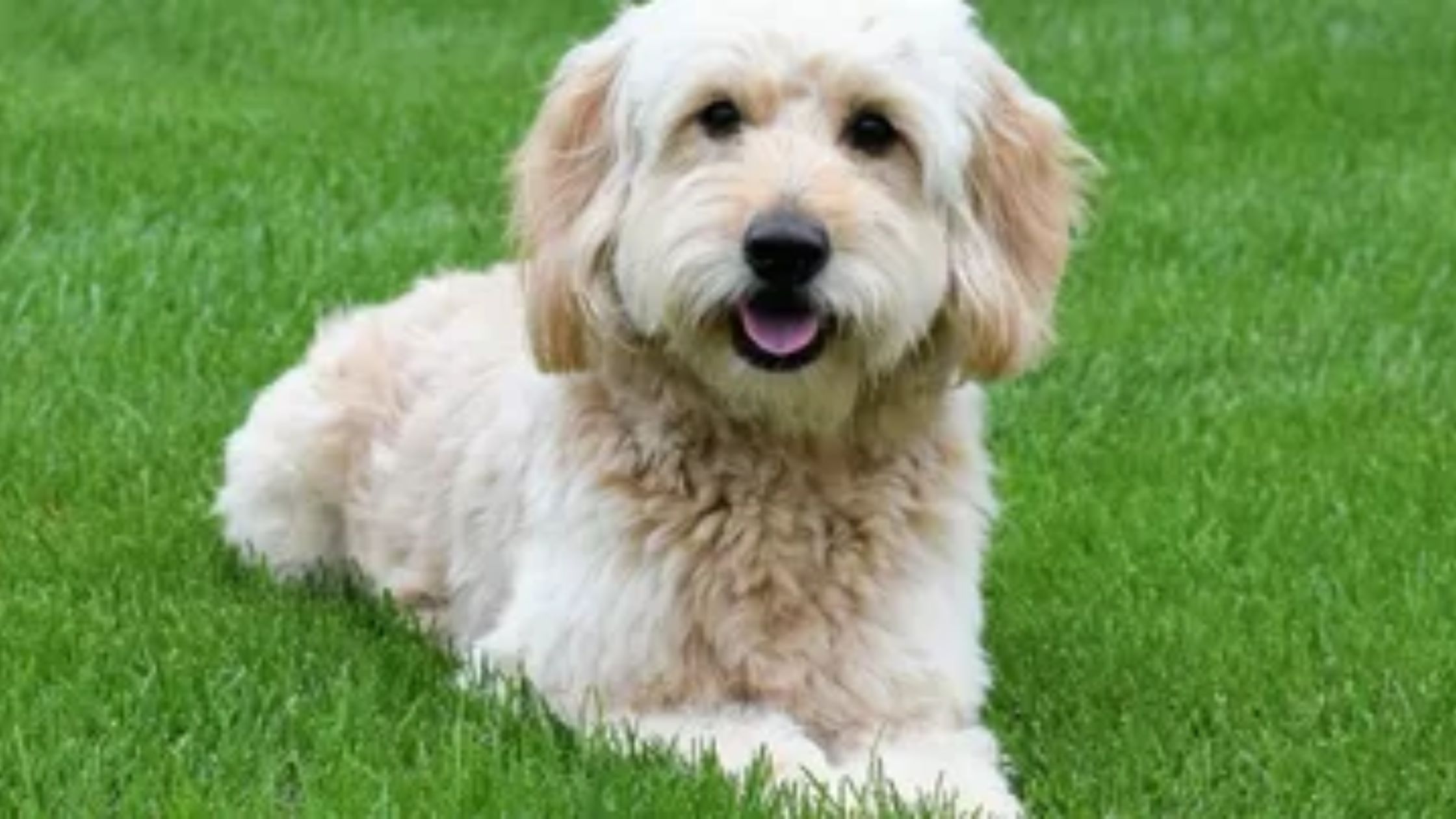 Reasons to Adopt a Goldendoodle If You Are Living in an Apar