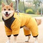 The Dog Face: Stylish Dog Jackets and Coats for Occasions