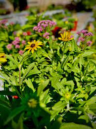 New PostChambers Landscaping and Irrigation Redefining Outdo