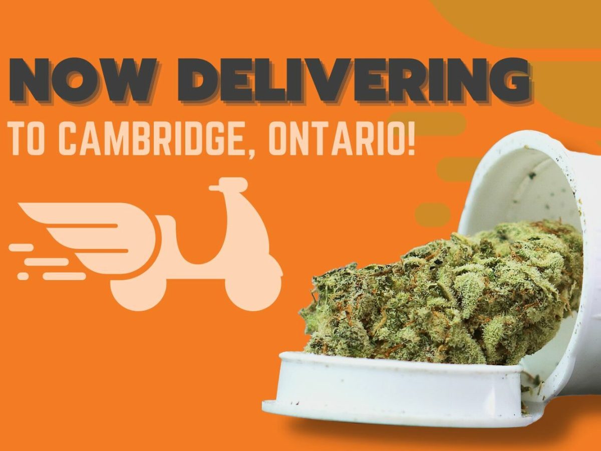 Curated for You: How Online Weed Dispensaries Cater to Every Taste
