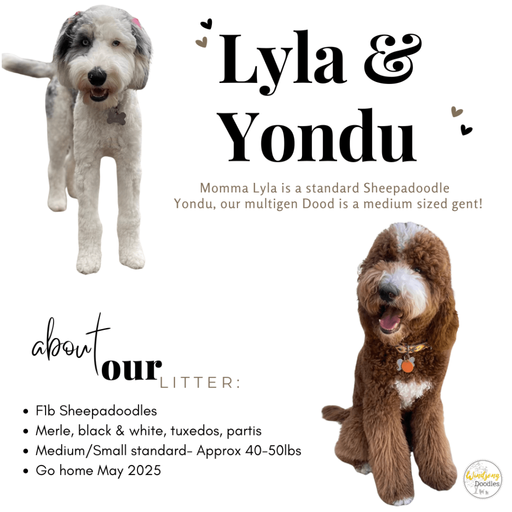 Key Physical Qualities to Check in Teddy Bear Goldendoodle P