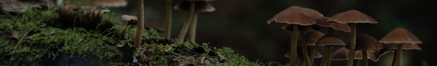 Mushroom coffee recipies