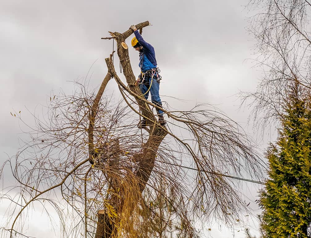 Reliable Philadelphia Tree Service: Expert Care for Your Tre