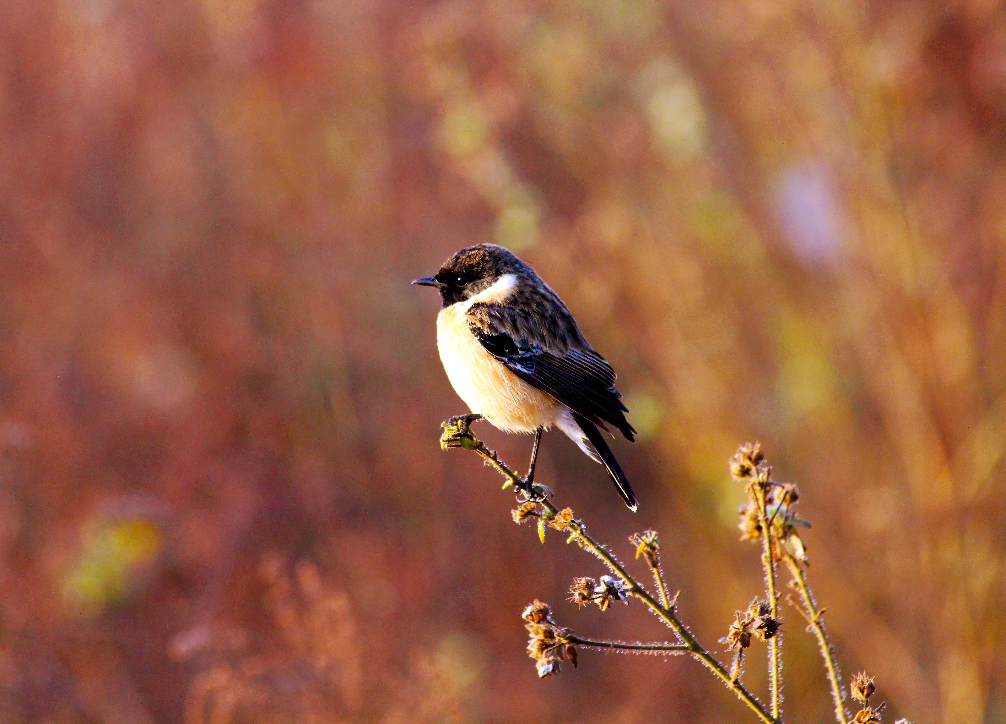 Jim Corbett to Nainital Distance: Best Routes & Scenic Stops