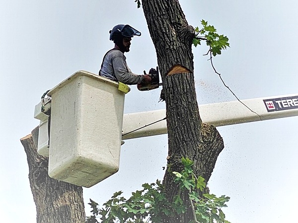 Tree Cutting Services