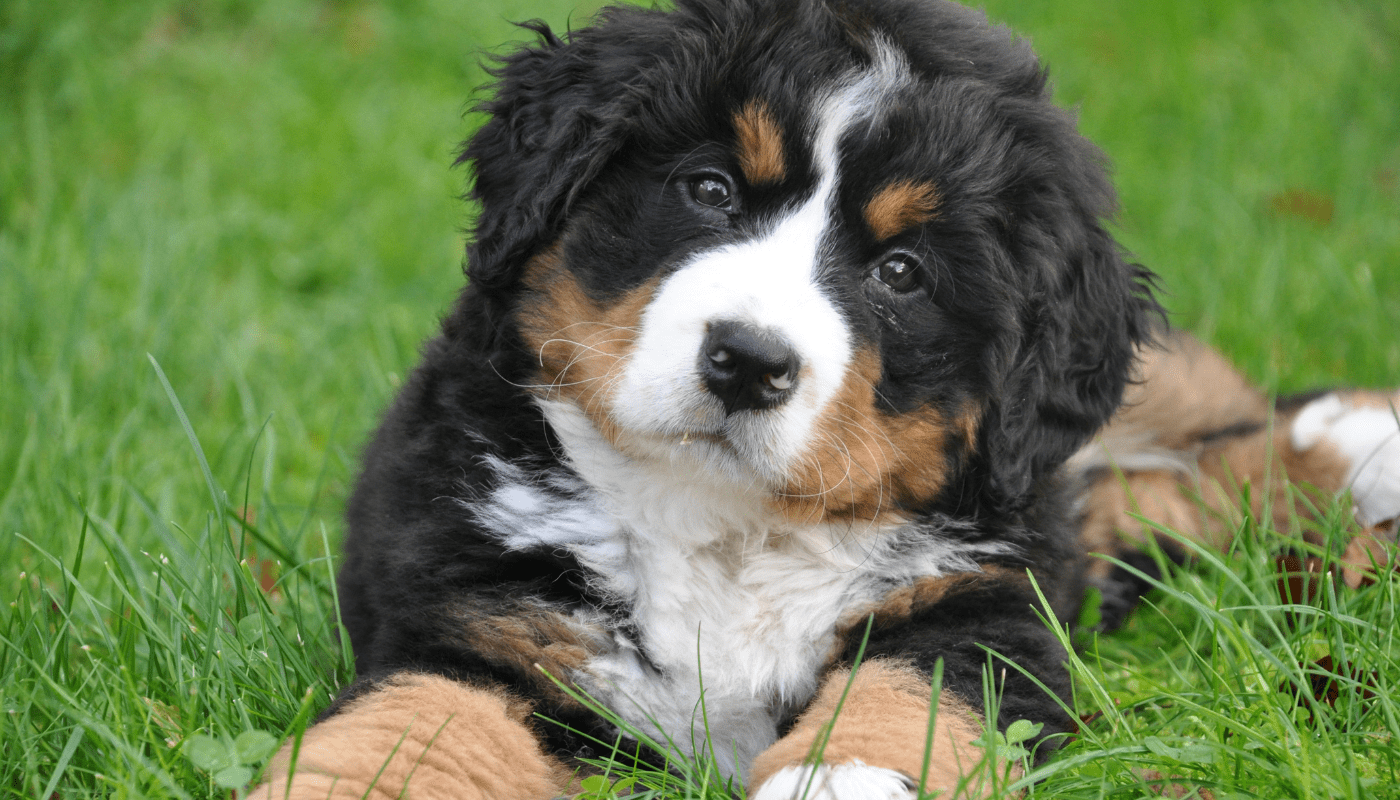 Is a Bernedoodle Right for Your Energetic Lifestyle?