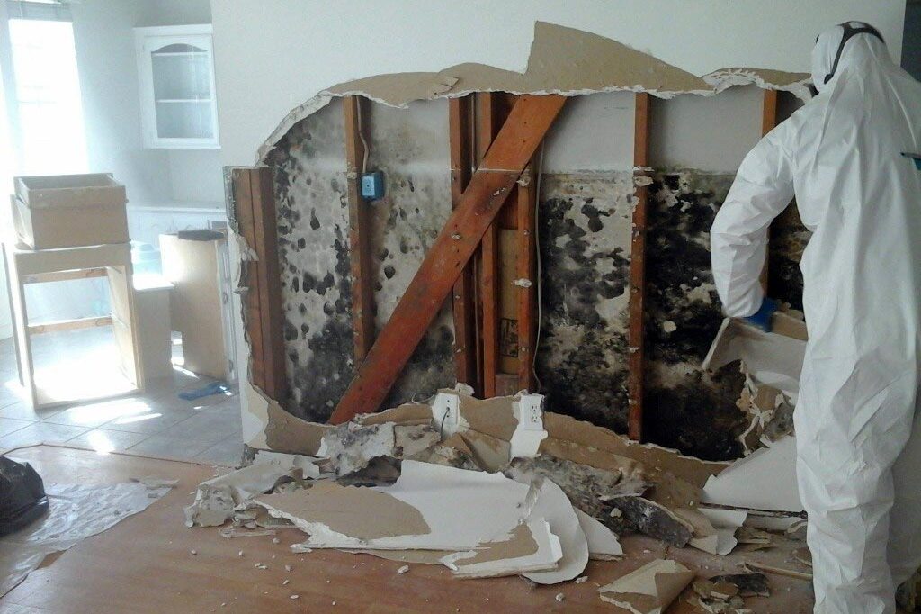 The Health Benefits of Professional Mold Removal