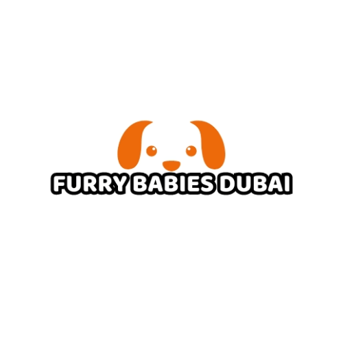 Choosing a Highly-Rated Cat Boarding Service in Dubai