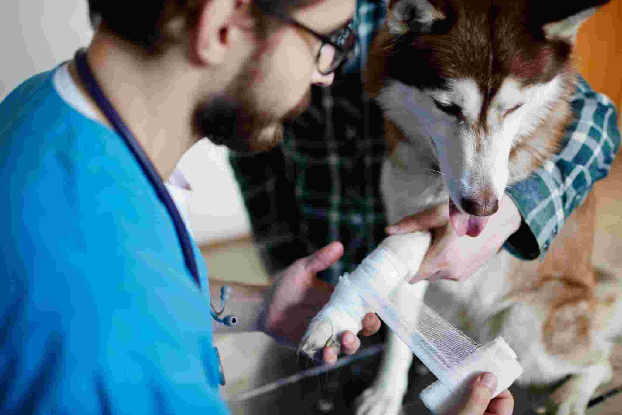 Why an Emergency Veterinarian Service Is Crucial for Pets