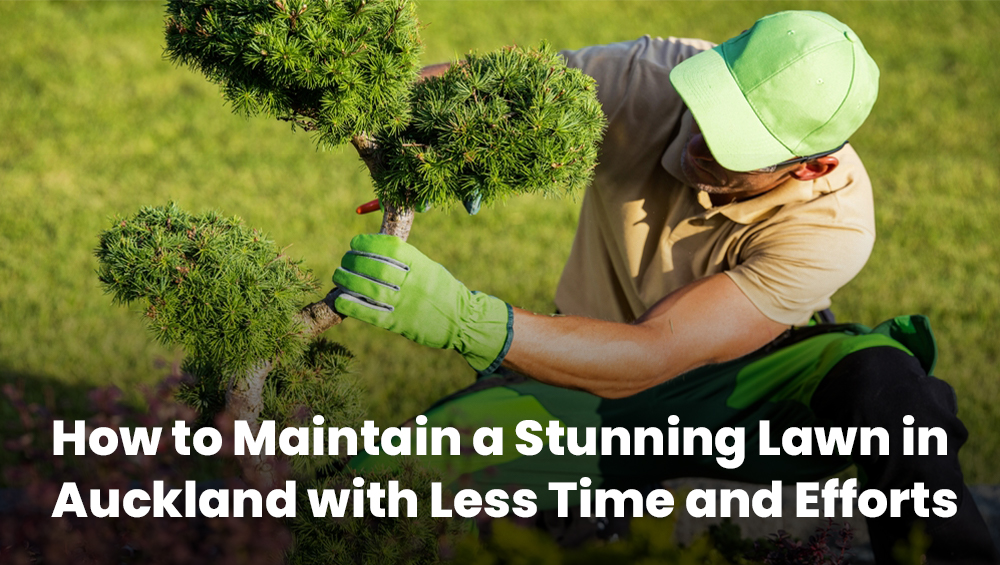 How to Maintain a Stunning Lawn in Auckland with Less Time a