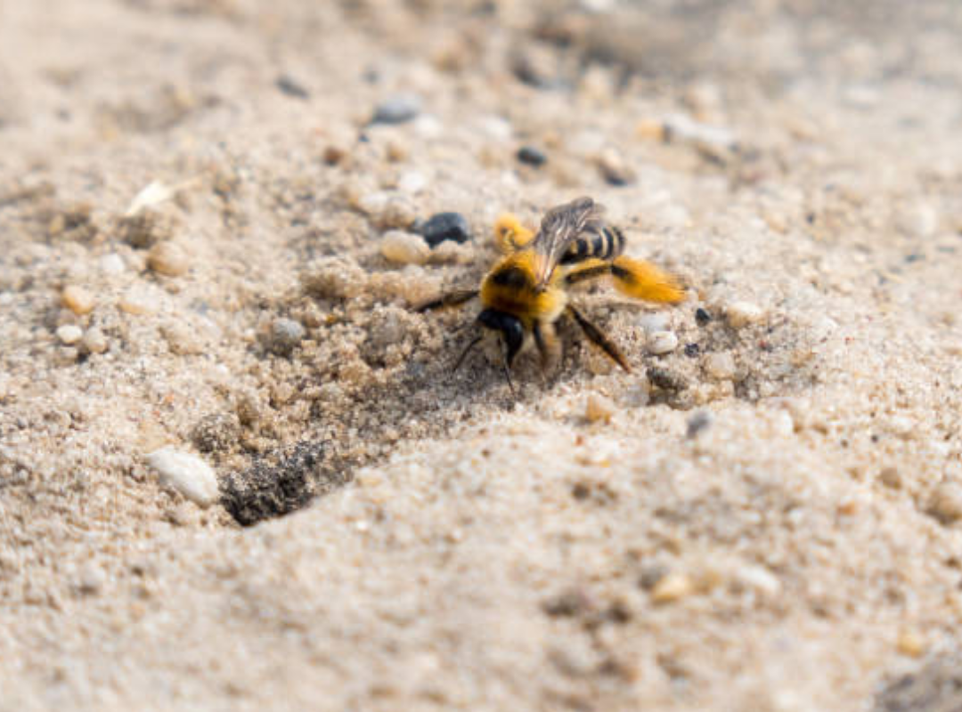 Bees in the Sandbox? How to Make It Safe Again