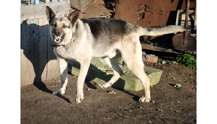 How Dog Behavior Expert Witnesses Influence Legal Cases?