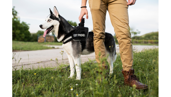 How To Prepare For A Police K9 Expert Witness Testimony?