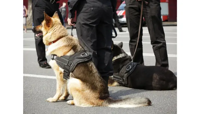 How K9 Experts Assess Officer Handling and Control?