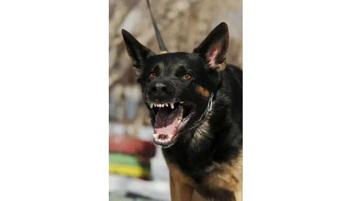 Common Mistakes in Expert Witness Animal Behavior Testimony