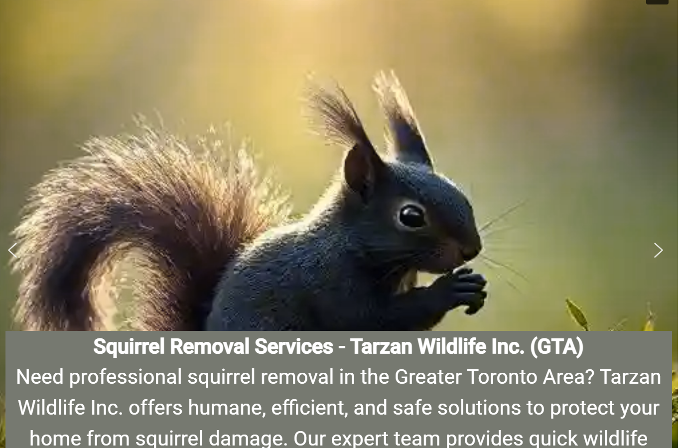 Squirrel Removal form Roof