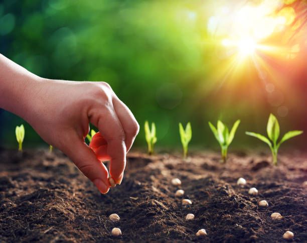 What Makes VNR Seeds Pvt Ltd Offerings Stand Out on This App